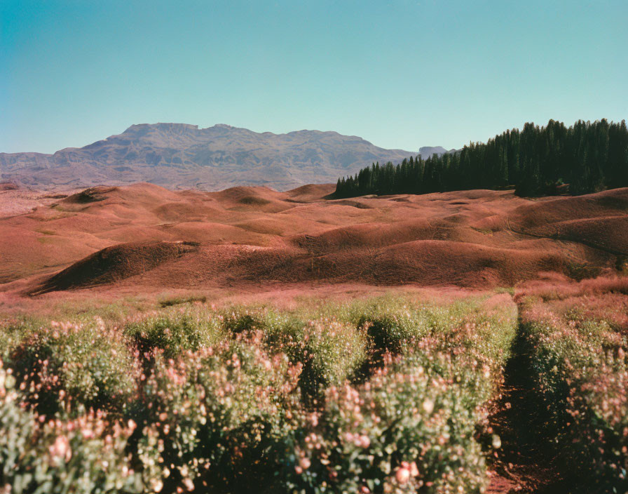 Scenic landscape of rolling hills, red soil, sparse greenery, forest, and mountain.