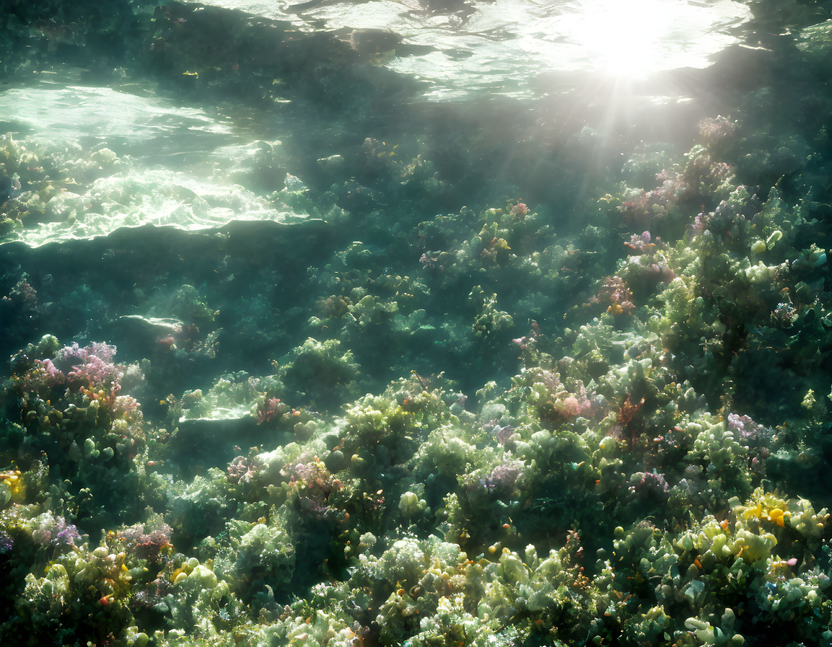 Vibrant coral and marine life in underwater scene with sunlight filtering.