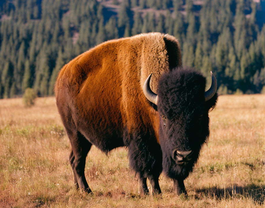 Majestic bison in grassy field with curved horns