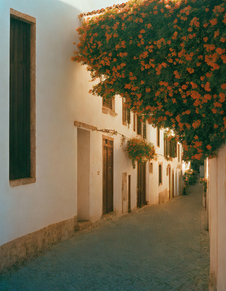 Sunlit Street with White Buildings and Orange Blossom Tree