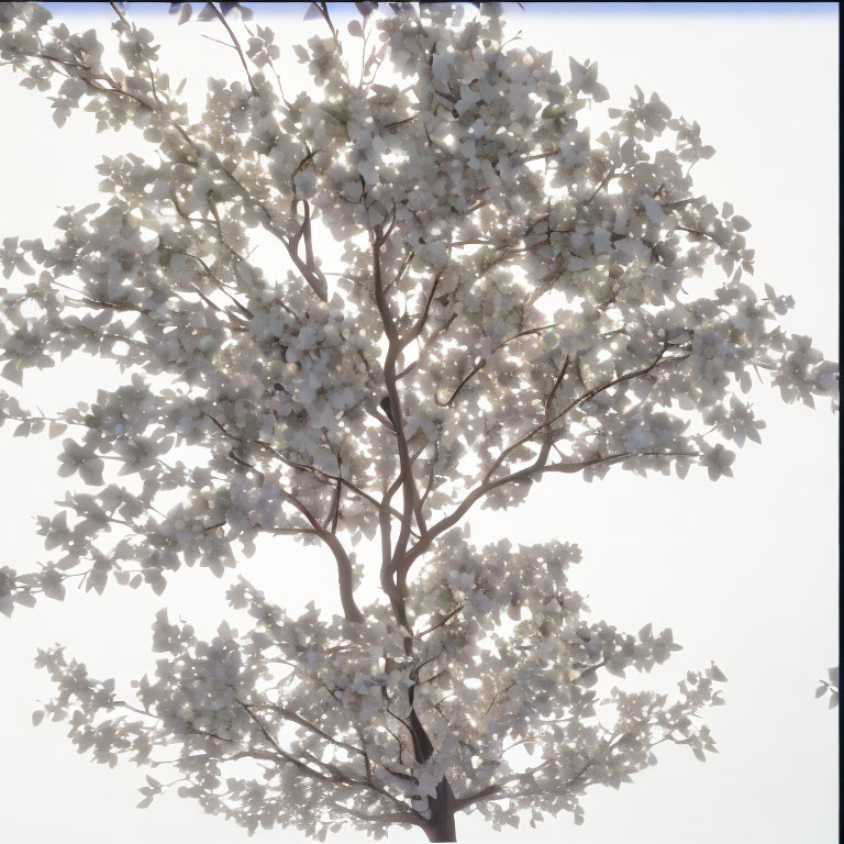 Backlit blooming tree with white flowers against bright sky