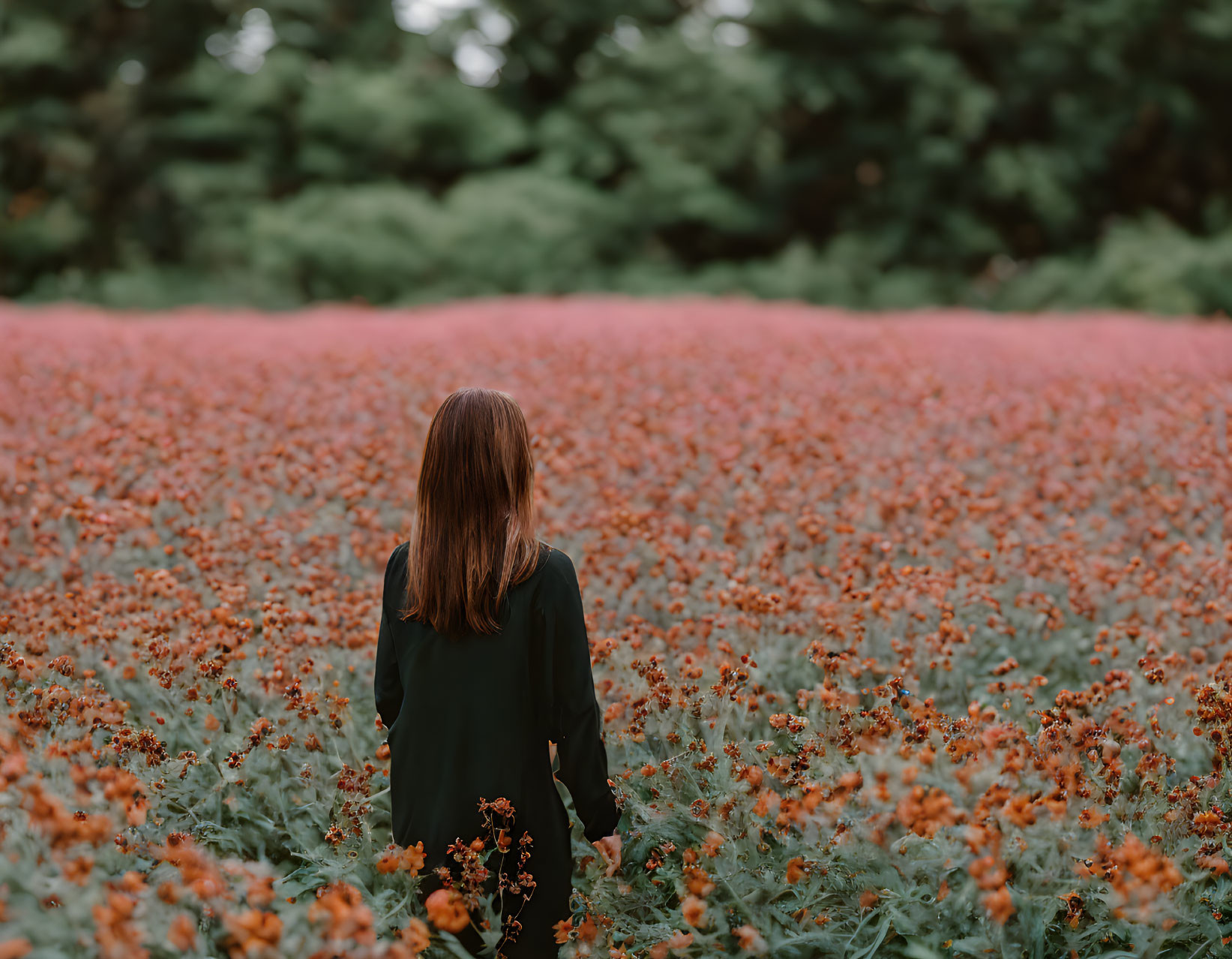 Person in orange flower field surrounded by greenery