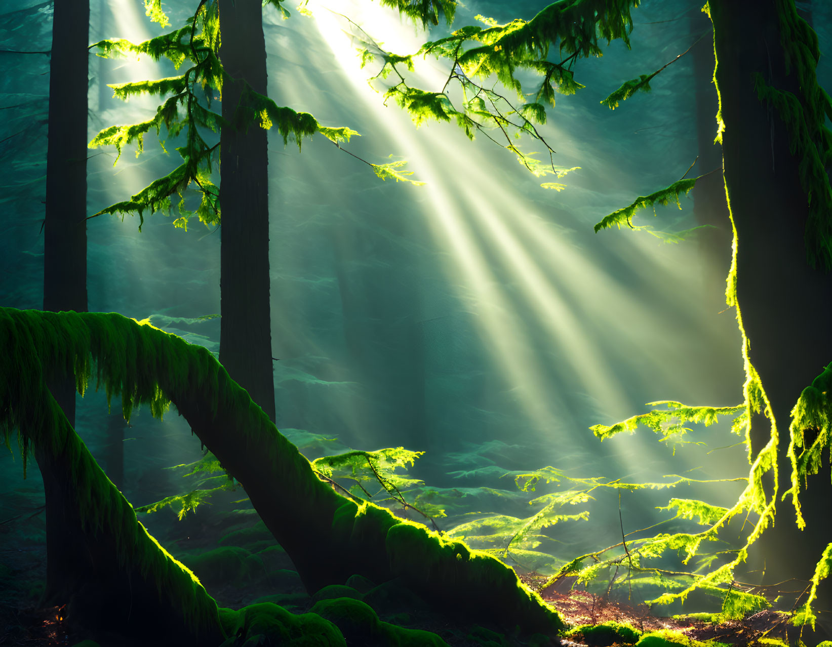 Misty forest with sunbeams illuminating moss-covered trees