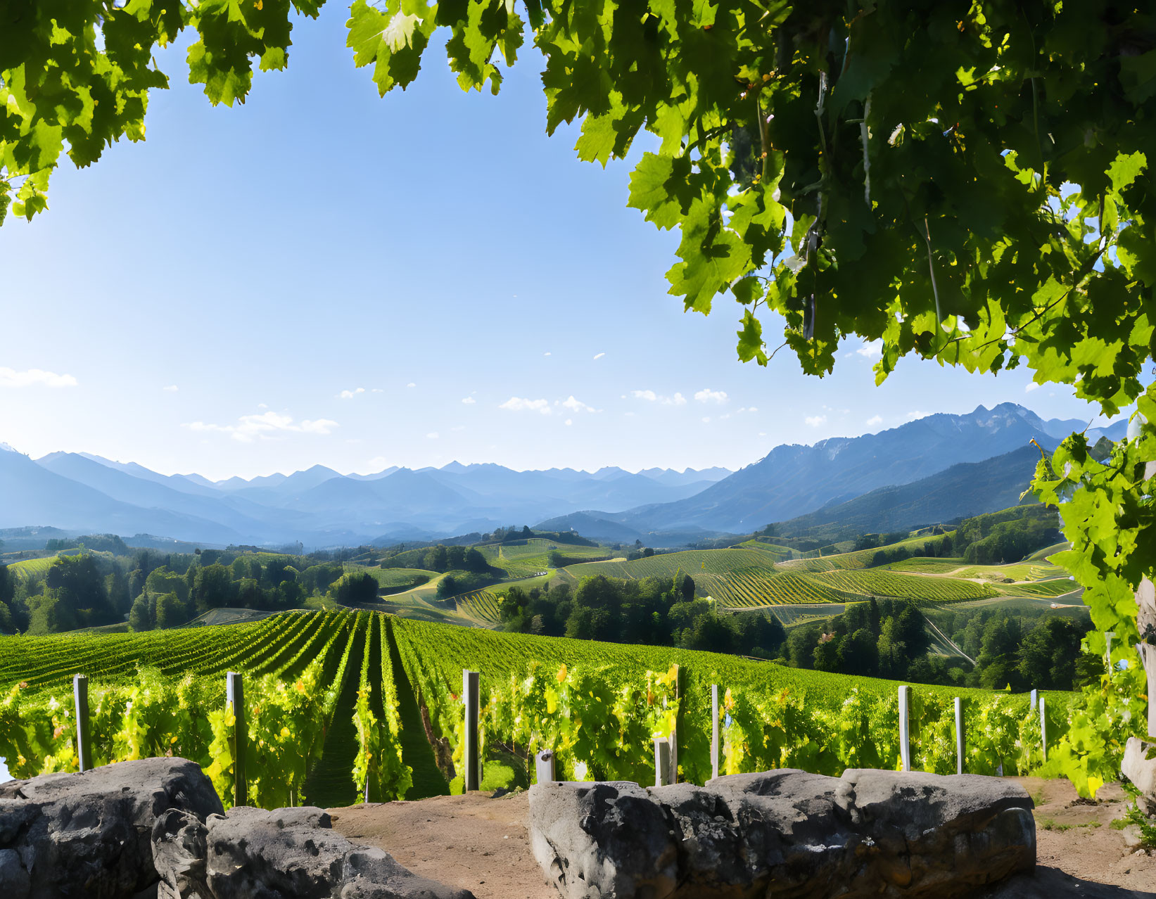 Scenic Vineyard Rows with Blue Sky and Mountains