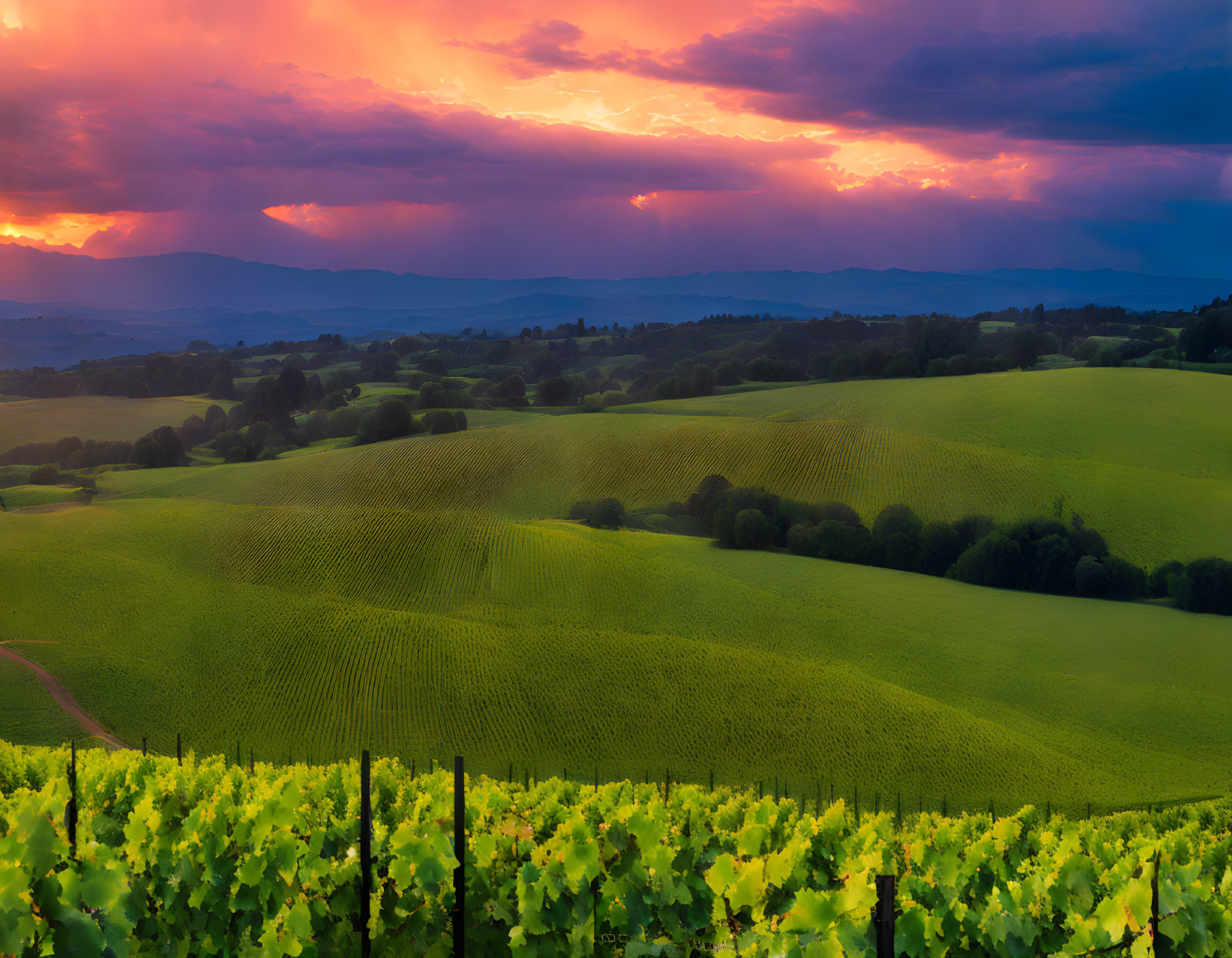 Scenic sunset view of green hills with vineyards