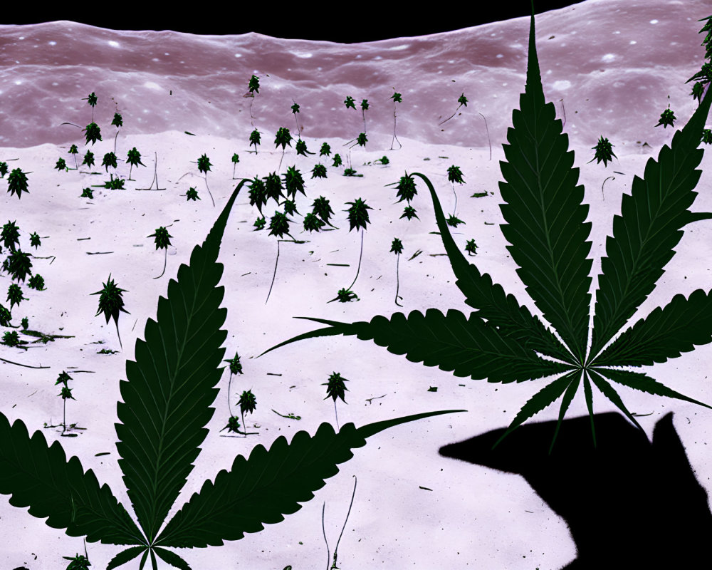 Surreal cannabis leaves on lunar landscape with starry sky