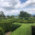 Colorful garden scene with green path, blooming flowers, butterflies, and cloudy sky.