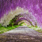 Vibrant wisteria flowers form picturesque garden path