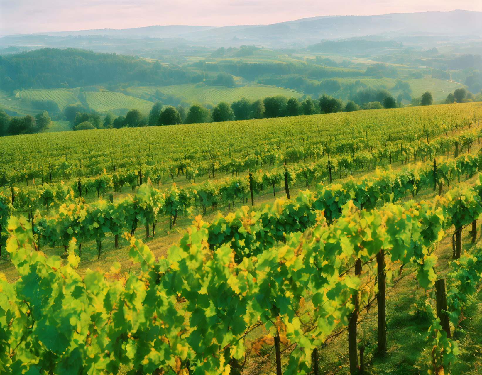 Lush Green Vineyard on Gentle Hills at Golden Hour