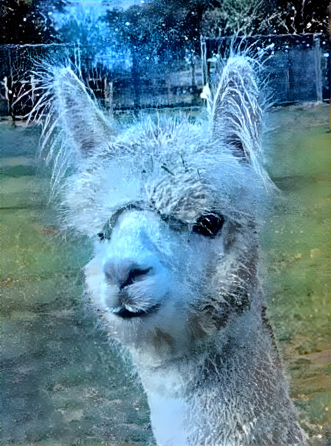 An Alpaca