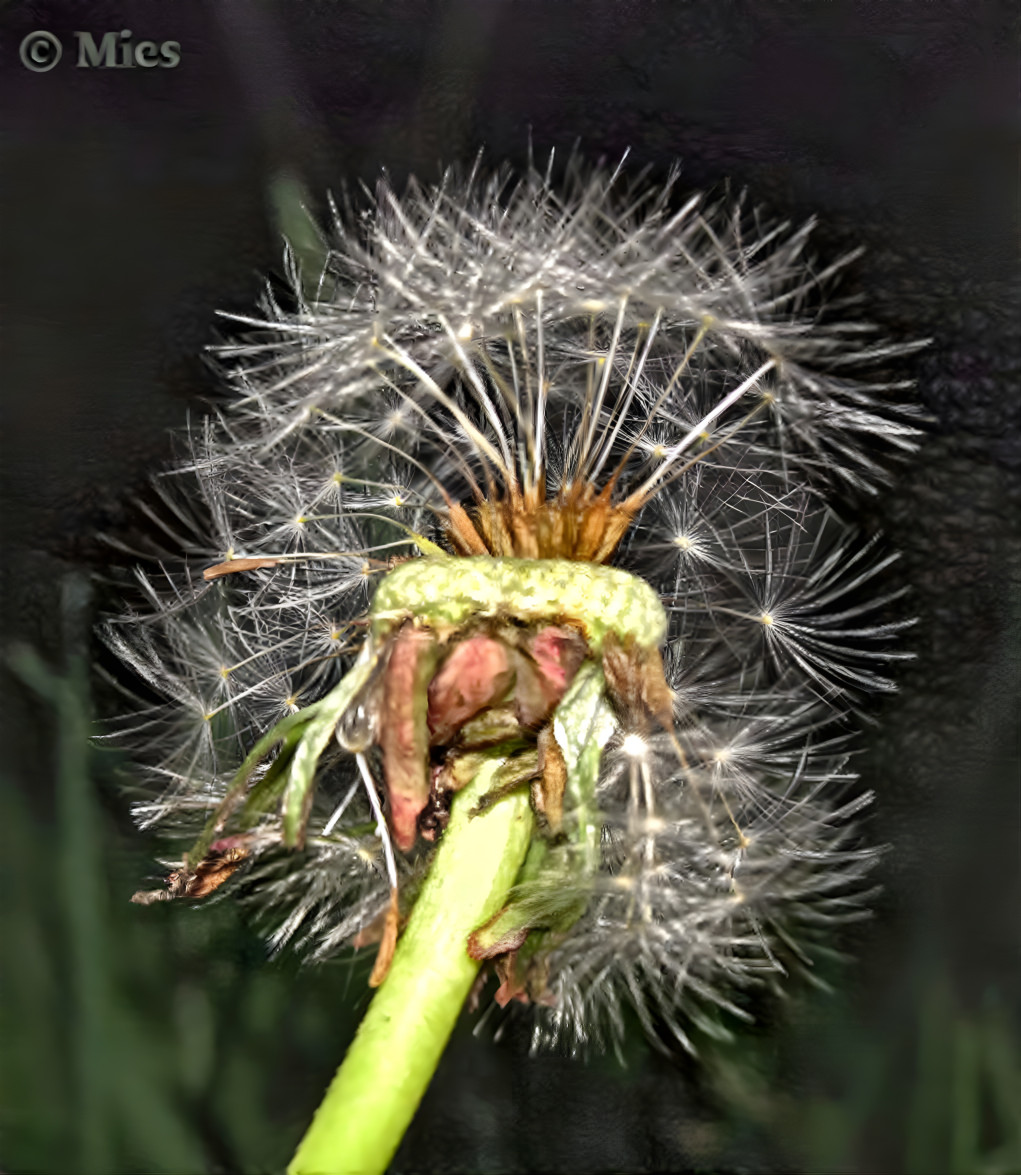 Dandelion seed