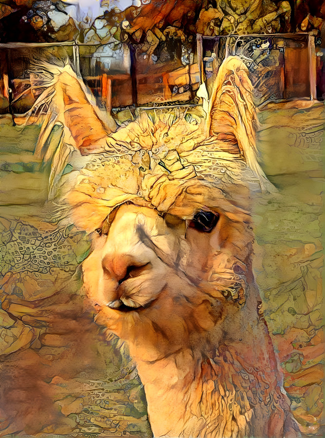 An Alpaca