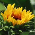 Colorful Yellow Flower with Butterflies on Green Background