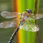 Dragonfly perched on slender plant with transparent wings and segmented body.