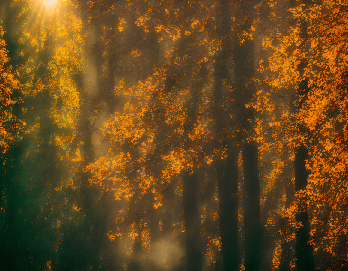 Misty Forest with Sunlight on Orange Autumn Leaves