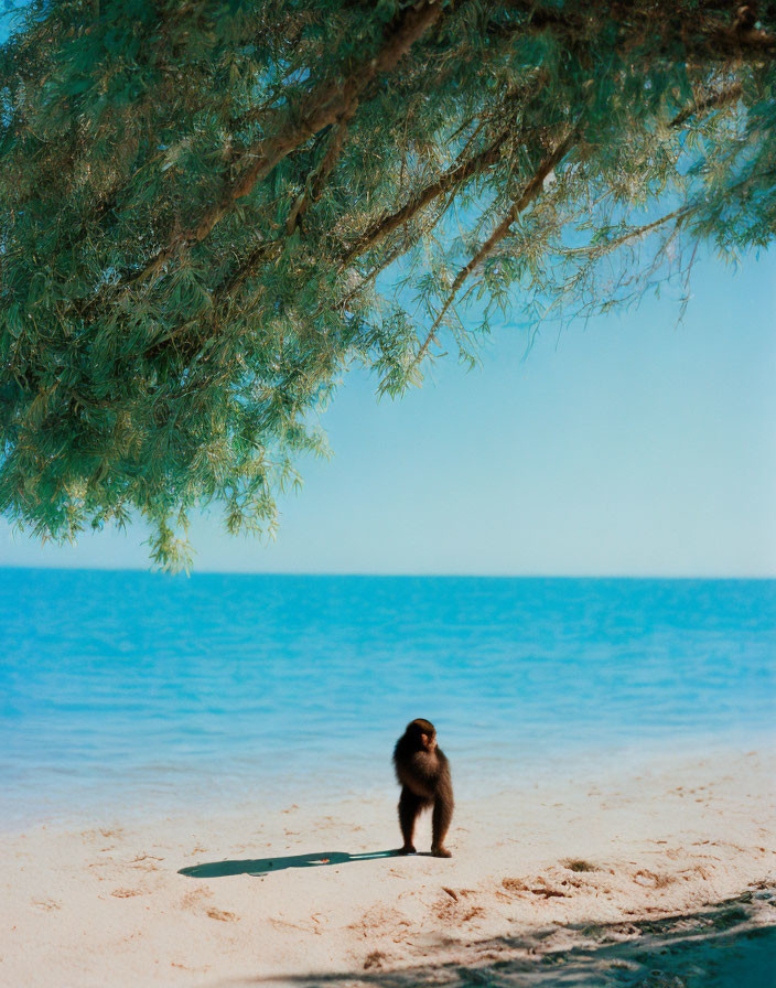 Monkey sitting under tree on sandy beach with calm blue sea horizon