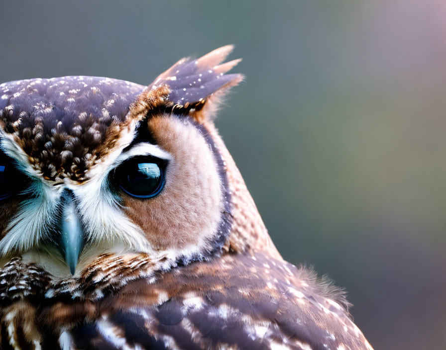 Brown and White Speckled Owl with Blue Eyes and Tufted Ears on Gradient Background