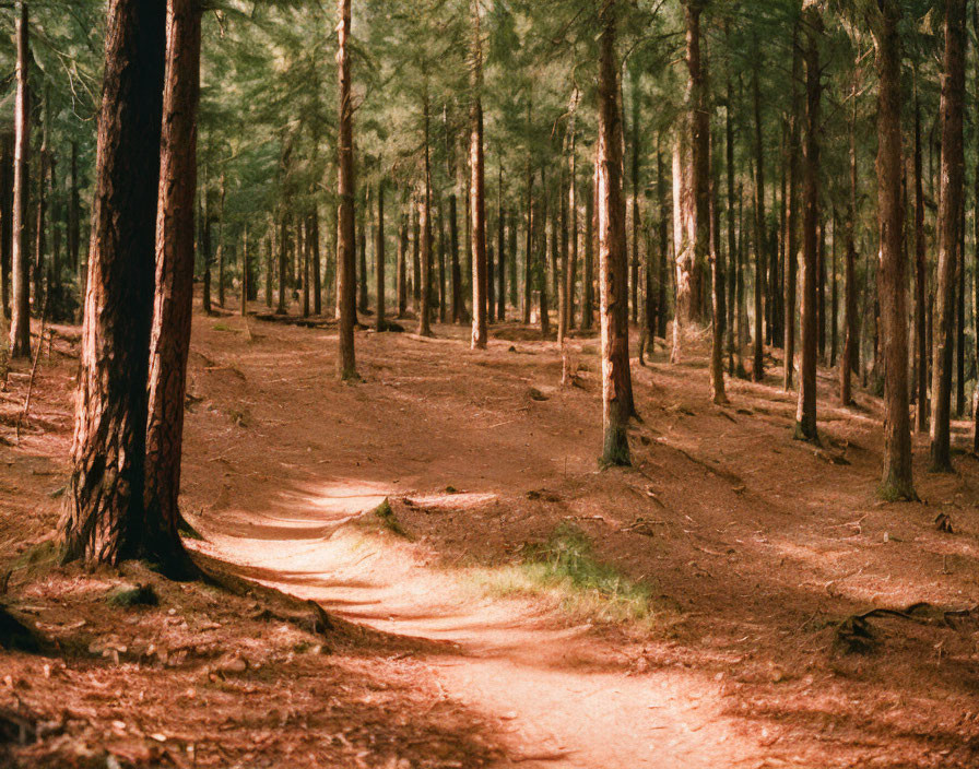 Sunlit dirt path through dense pine forest