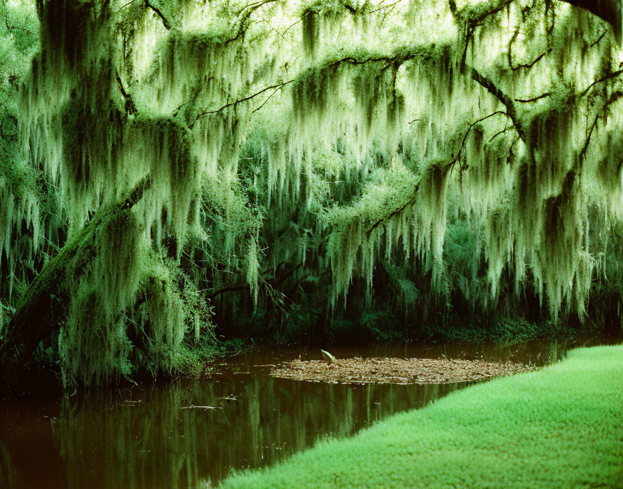 Tranquil waterway with moss-draped trees and lush greenery
