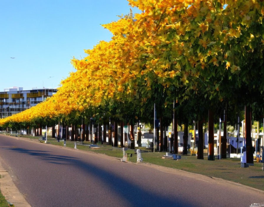 Scenic tree-lined street with golden foliage and airplane in distance