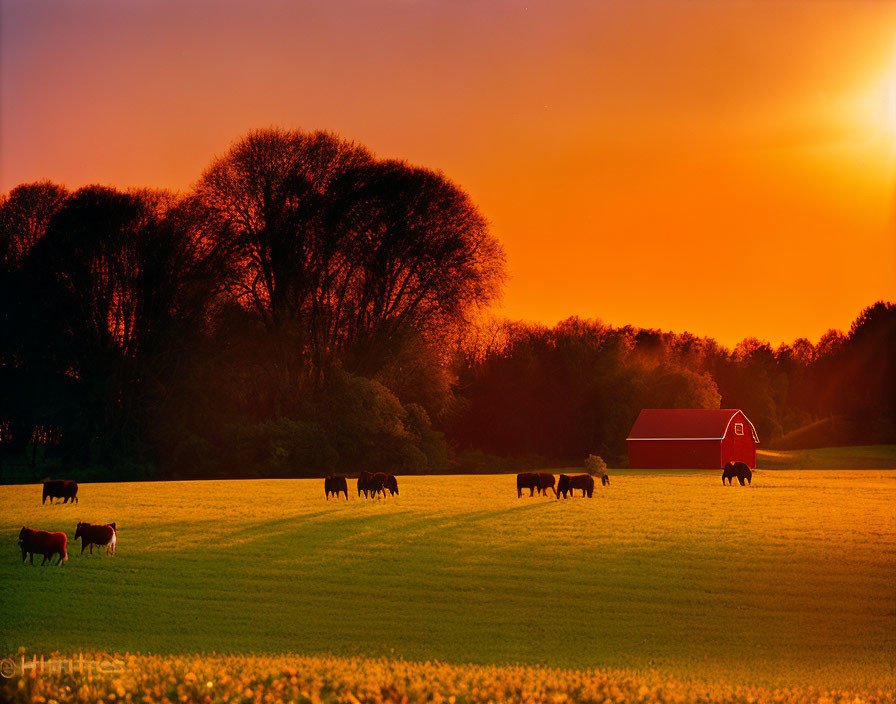 Cattle grazing in lush field at sunset with red barn and trees against vibrant orange sky