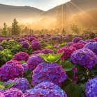 Colorful illustration of woman in field with flowers, butterflies, mountains, and shining star.