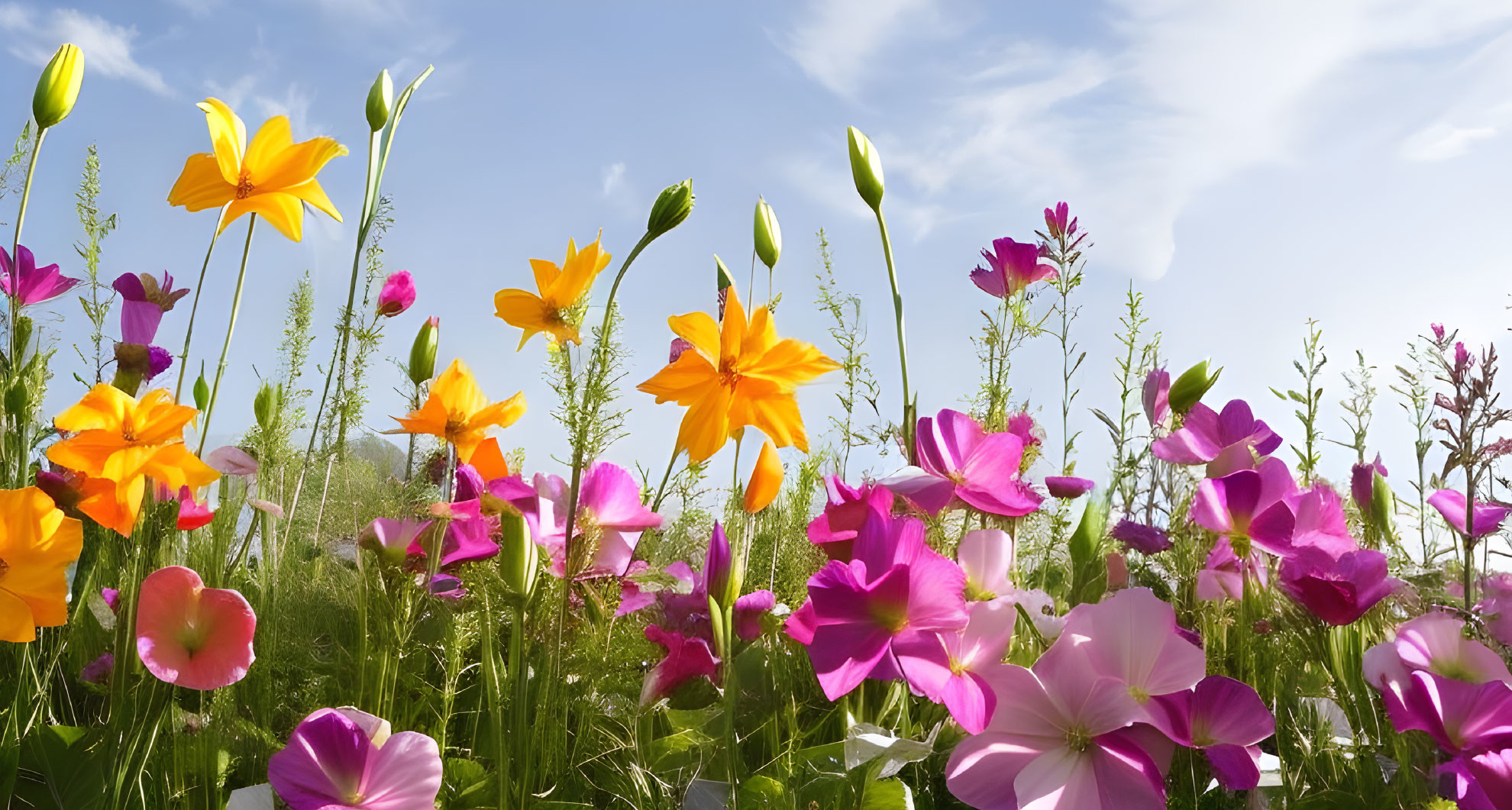 Colorful Flower Field Under Sunny Sky with Clouds