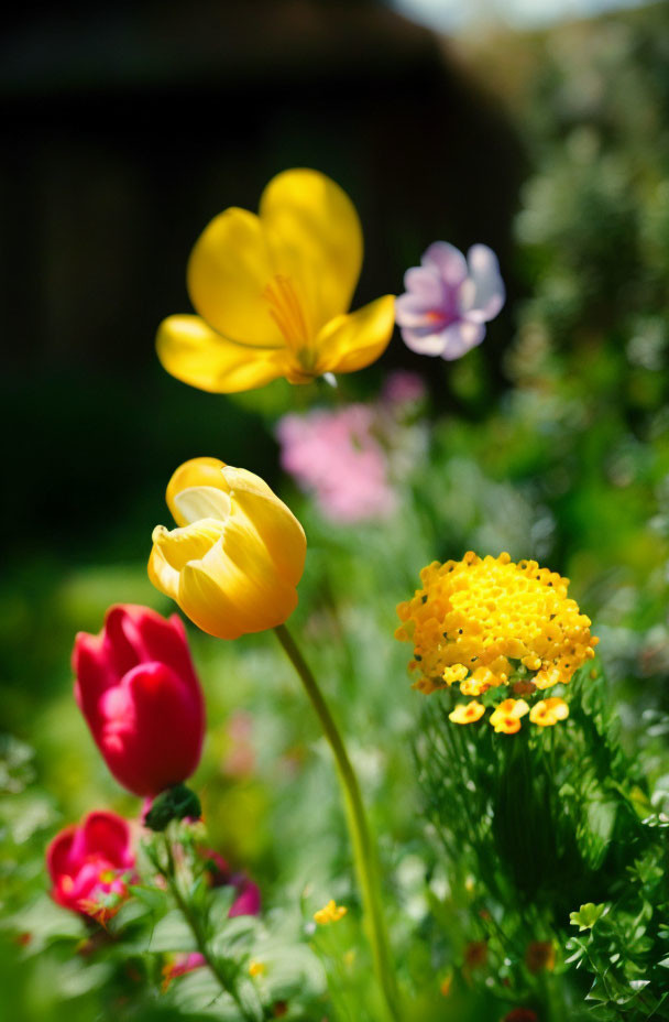 Colorful Garden Blooms: Yellow Tulips, Red Flowers, Purple Blooms