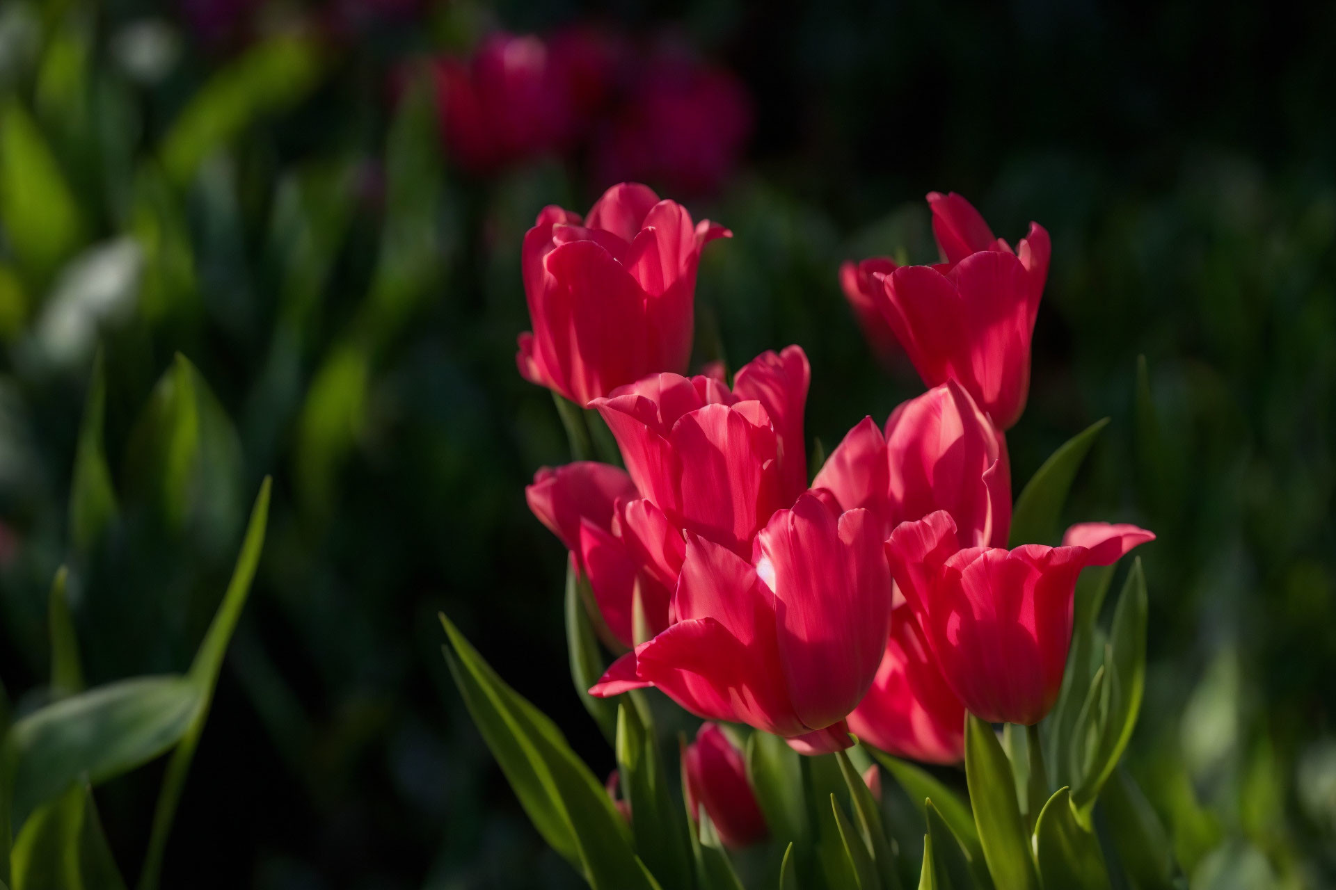 Bright Pink Tulips in Sunlight with Blurred Green Background