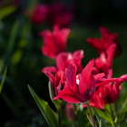 Bright Pink Tulips in Sunlight with Blurred Green Background