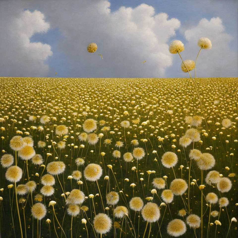 Field of dandelions under blue sky with drifting seeds