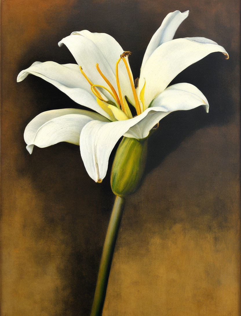 White Lily with Yellow Stamens on Dark Background: Delicate Petals and Green Stem