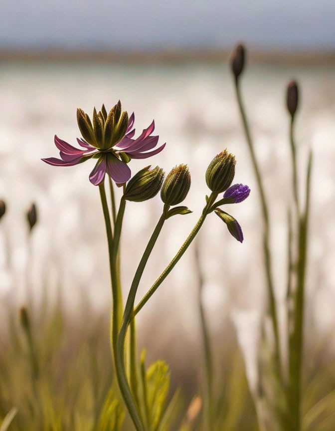 Purple flower in focus with blurred natural background and buds.