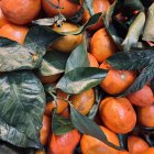 Vibrant Autumn Leaves and Berries in Red, Orange, Yellow, Green