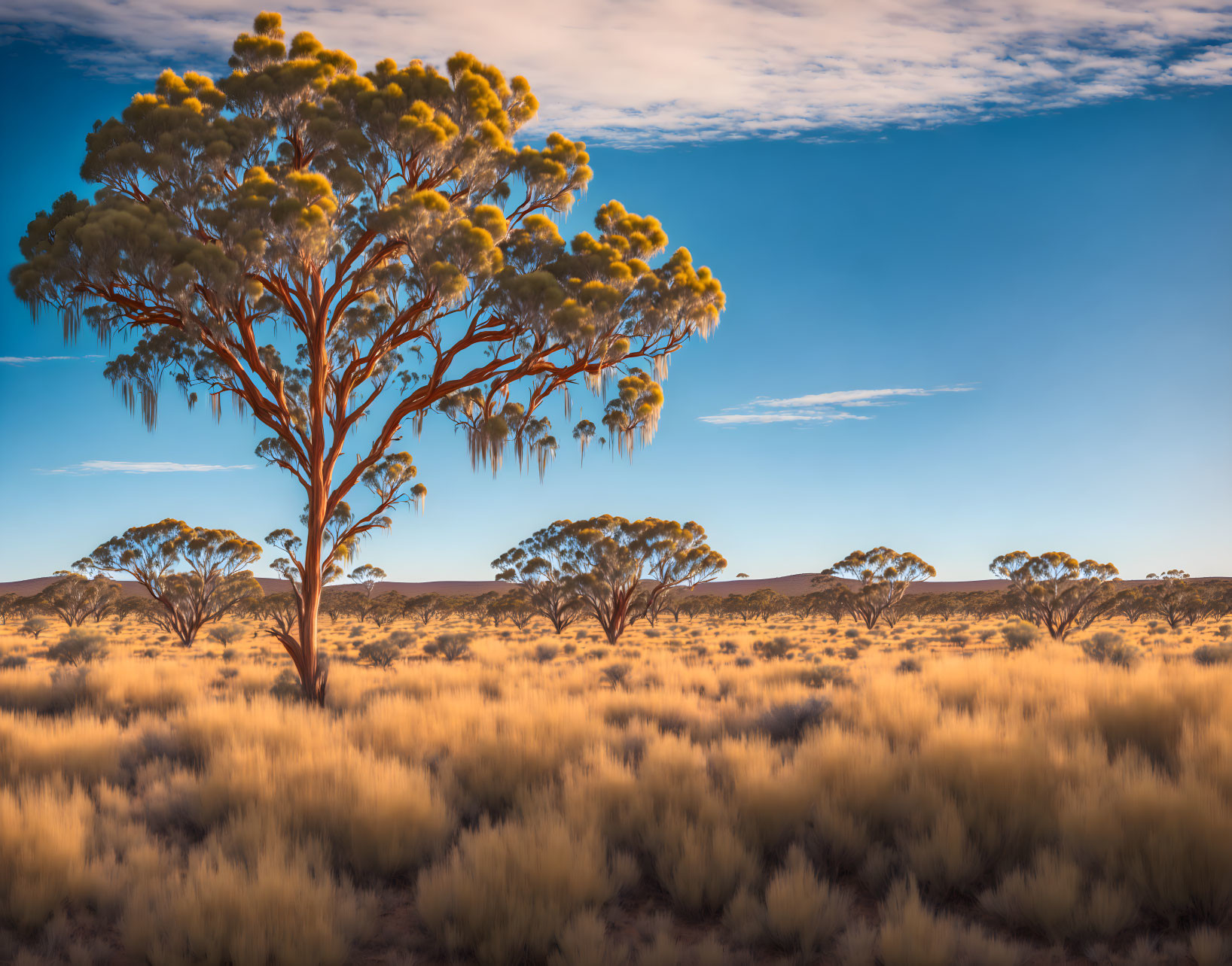 Serene landscape with prominent tree and sunlight on foliage