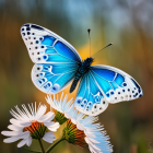 Blue butterfly with spotted wings on white flowers in soft focus