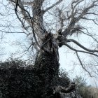 Enchanting Thatched Roof Treehouse in Misty Forest