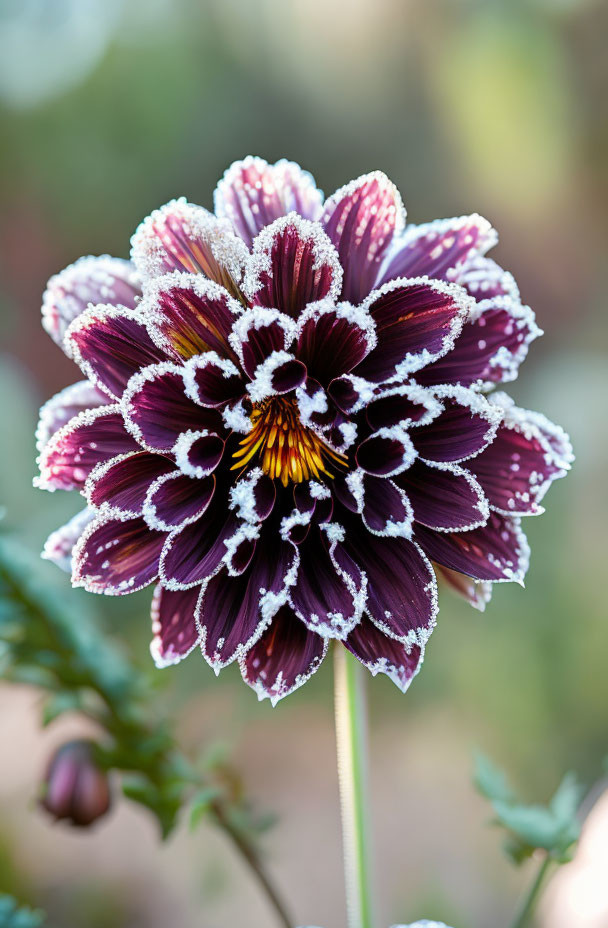 Purple and White Dahlia with Dew on Petals in Close-Up Shot