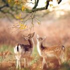 Deer in vibrant forest at sunrise or sunset