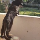 Two cats on balcony and garden with lush greenery.