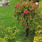 Lush Green Hedges, Pink Roses, White Blooms in Vibrant Garden