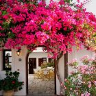 Pink bougainvillea archway leading to white building with potted plants-lined pathway