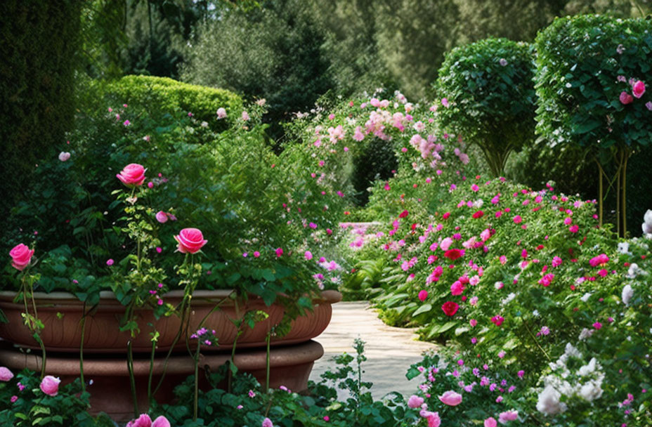 Vibrant pink roses and green foliage in lush garden pathway