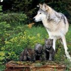 Wolves with pups and adult in lush green forest