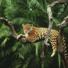 Leopard resting on tree branch in lush forest.