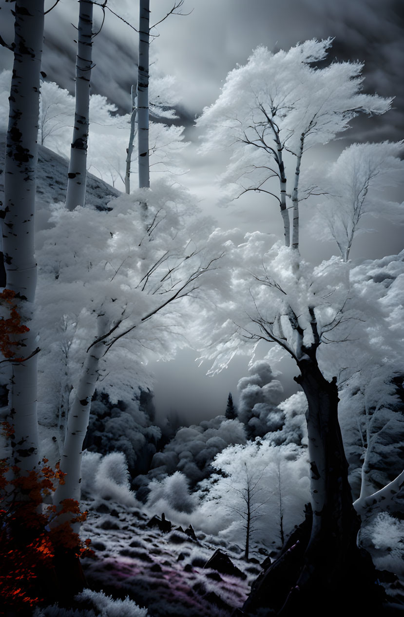 Monochrome forest scene: snowy trees, dark trunks, subtle red leaves