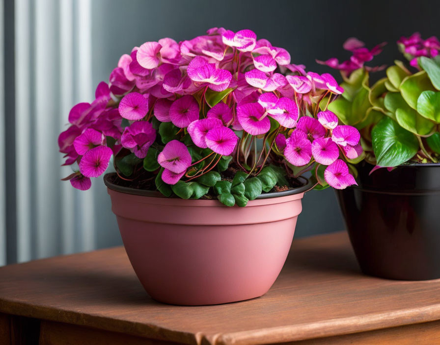 Vibrant purple flowers in pot on wooden surface against grey backdrop