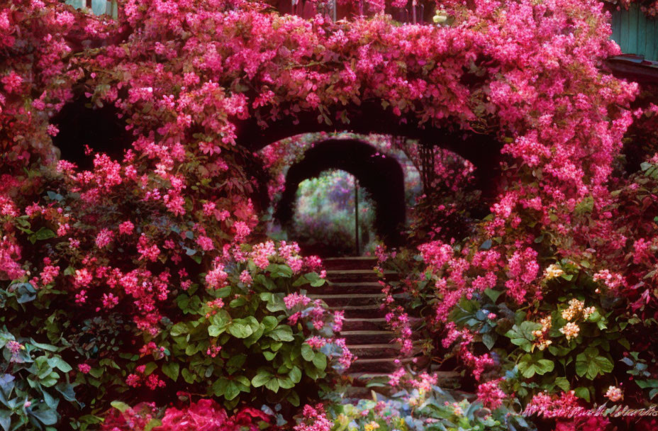 Vibrant pink flowers on lush archway in serene garden