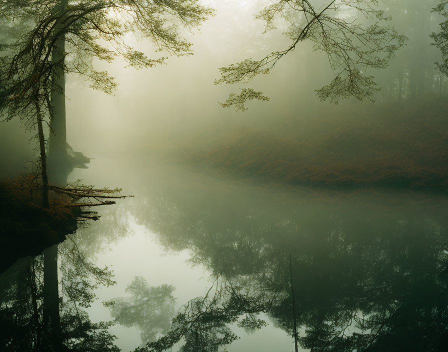 Foggy forest scene with reflective river surface