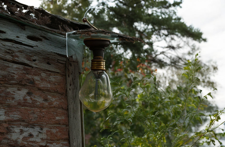 Dusty lightbulb hanging from corroded fixture in foliage